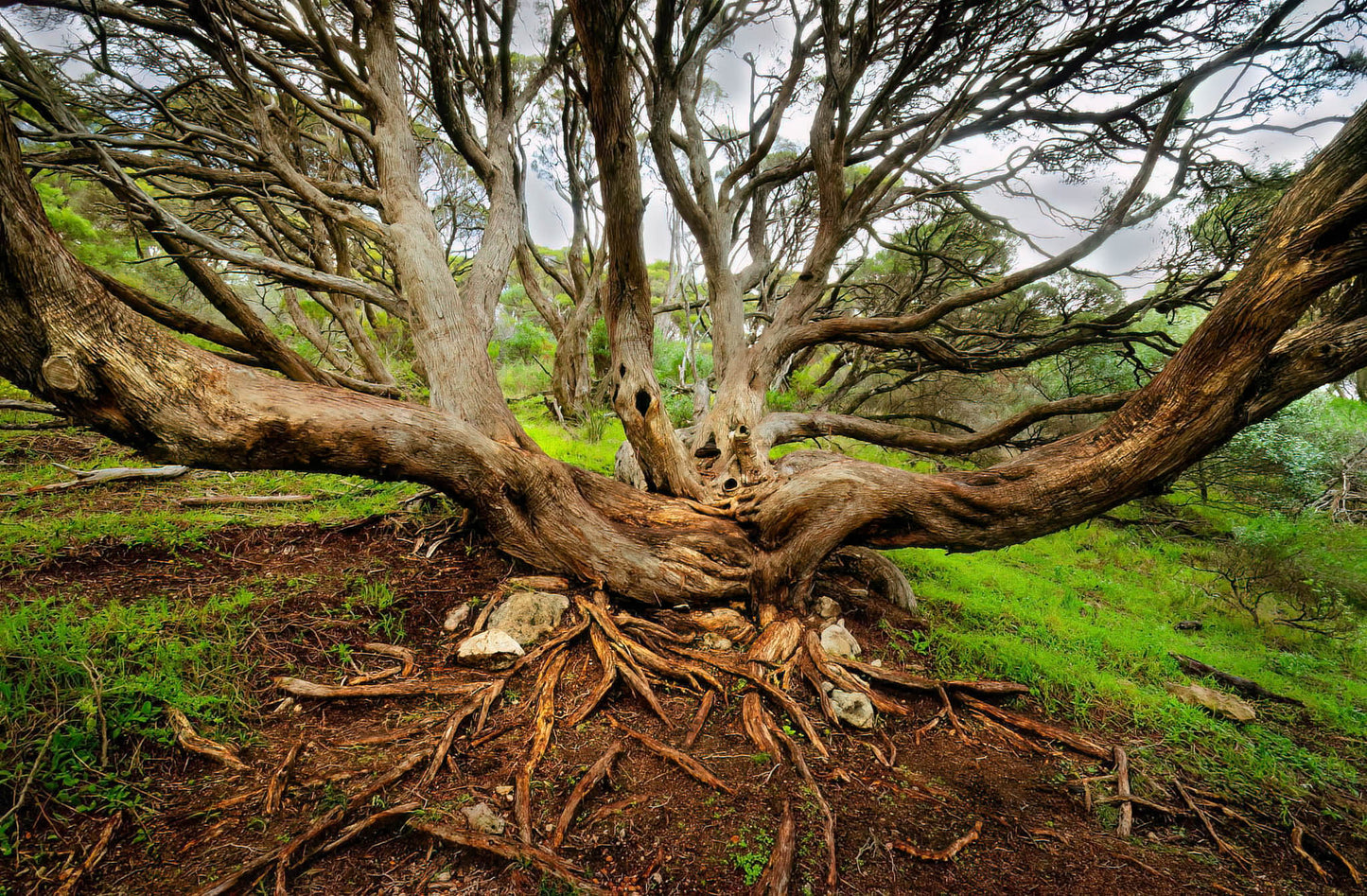 trees tree yallingup canal rocks the aquarium scenic