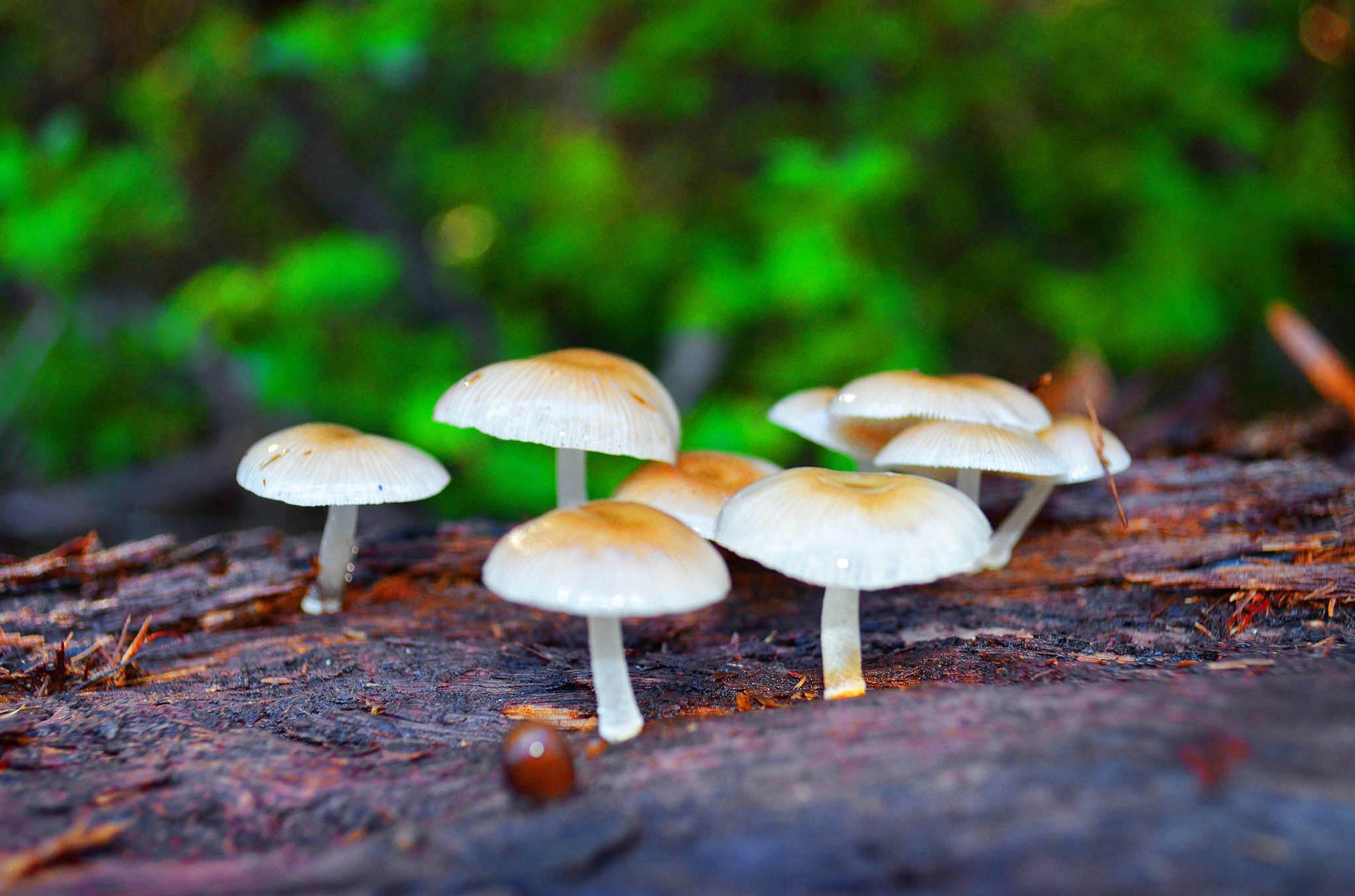 landscape photograph of toadstools