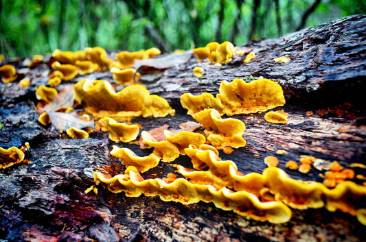 landscape photograph of fungi on a log