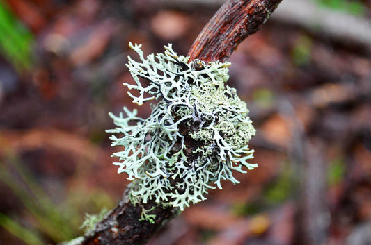 landscape photograph of lichen