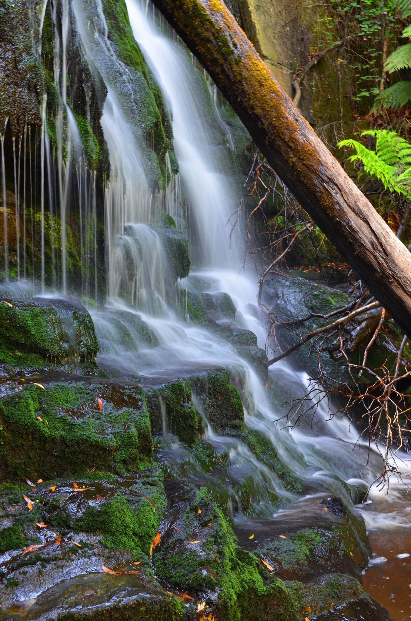 landscape photograph of lilydale falls