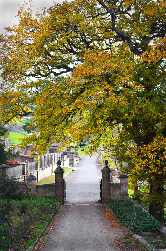 landscape photograph of autumn leaves