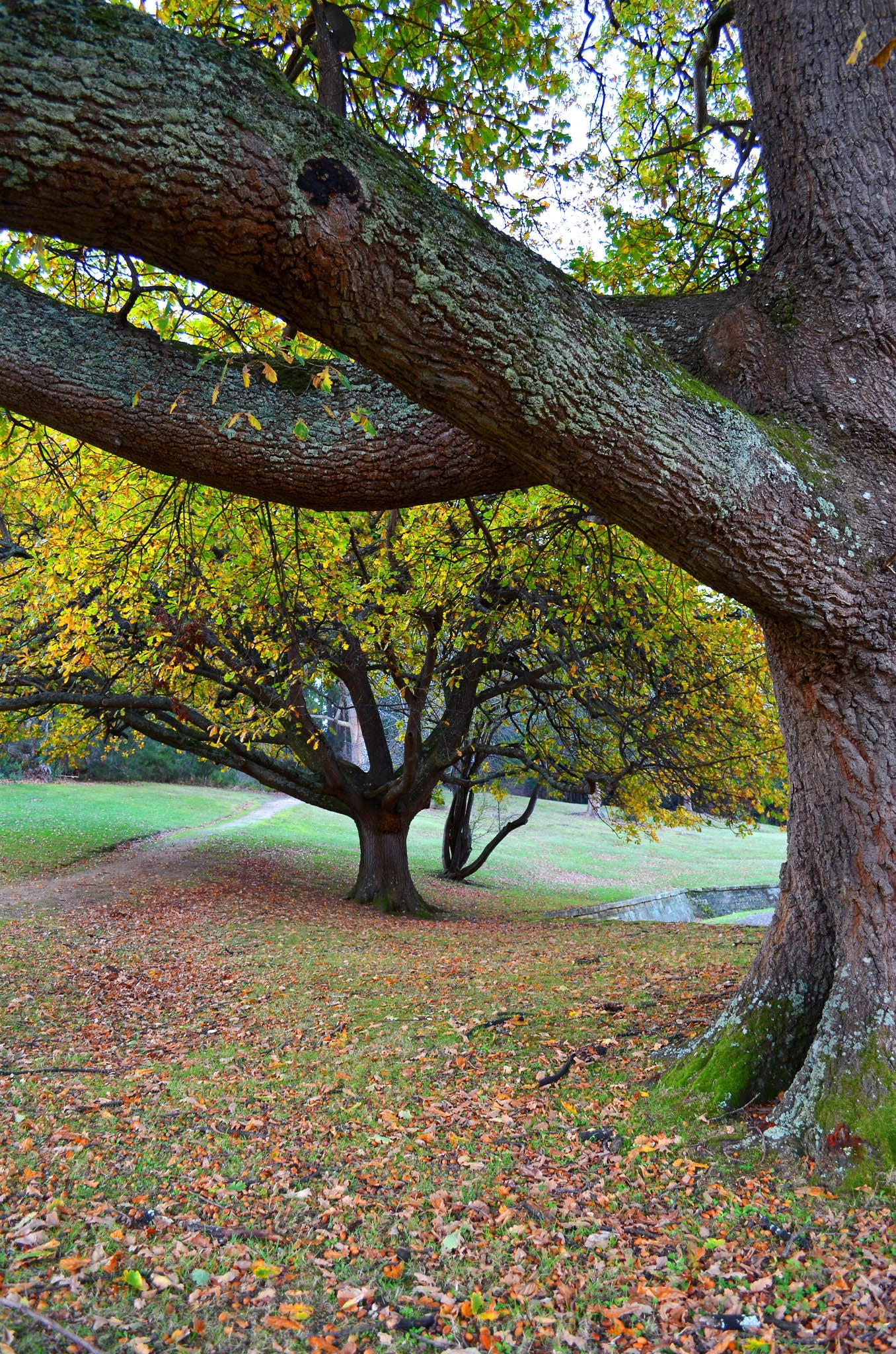 landscape photograph of autumn trees